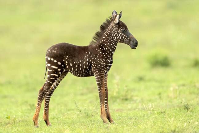 Zebra Foals